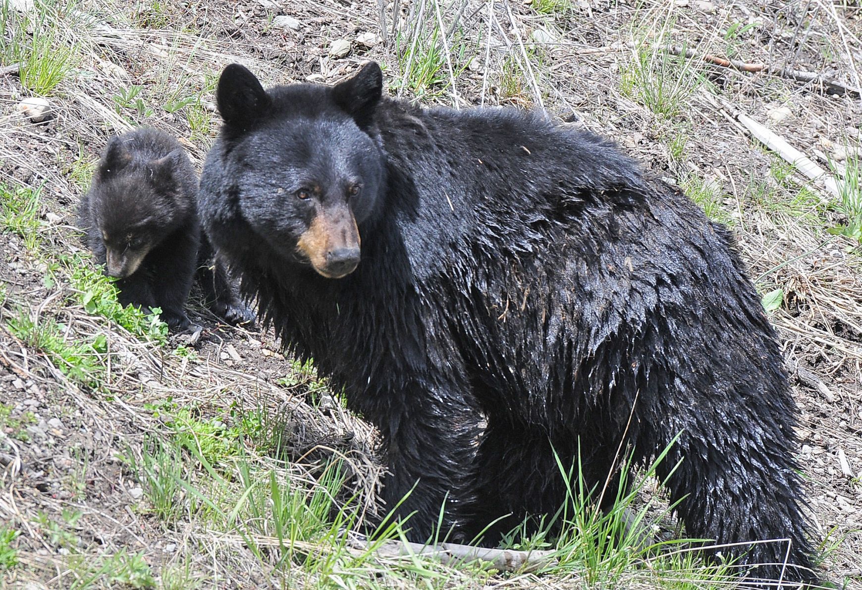 Look for wildlife at the Mount Haggin Wildlife Management Area